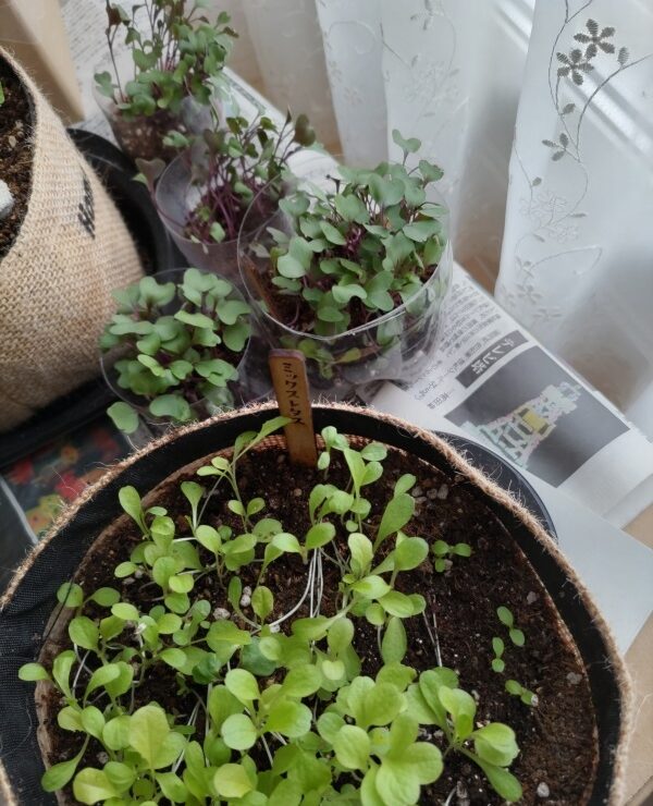 ミックスレタスを鉢にタネまきしたようす