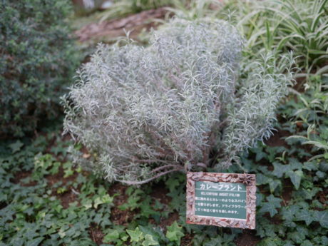 カレープラント