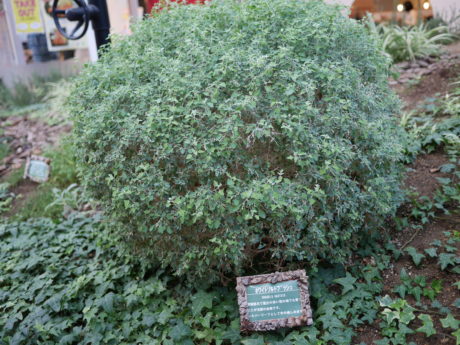 ホワイトソルトブッシュ