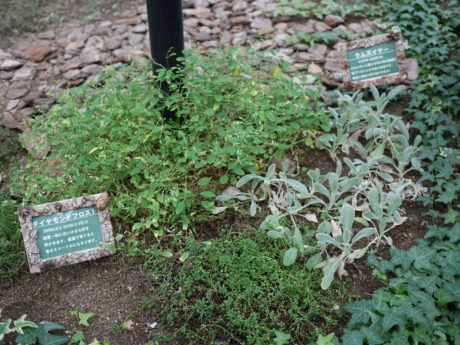 ダイヤモンドフロスト、ラムズイヤー