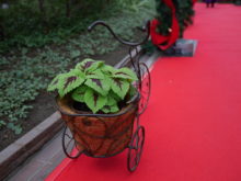 おしゃれな自転車のカゴに入ったコリウス