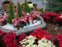 華やかなポインセチアと季節のかわいい飾り