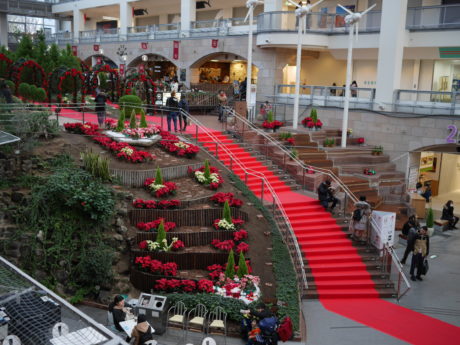 レッドカーペットとポインセチア