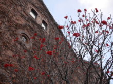レンガ館とナナカマドの実