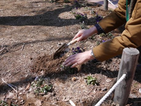 飛び出していたビオラを埋めなおしてあげました