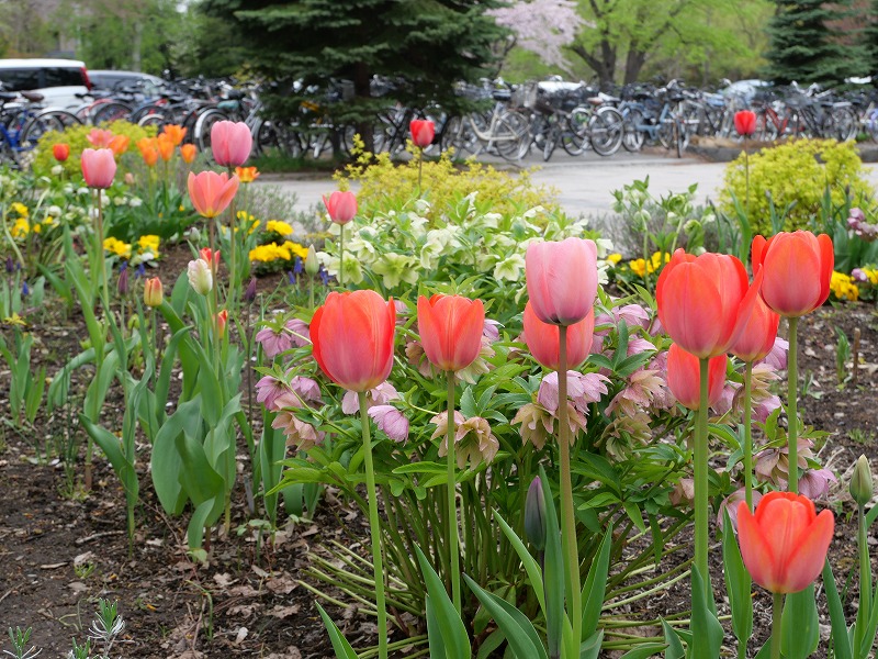 地下鉄幌平橋駅前の花壇で咲いているチューリップ