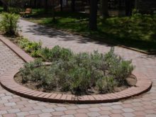 春のラベンダー