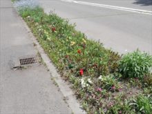 ガウラのある場所の今の様子