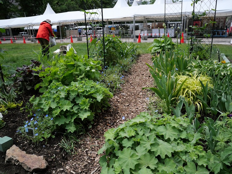 宿根草花壇の春の景色