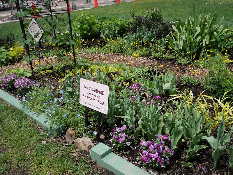 銅葉や黒花、黄花と対照的なデザインの花壇