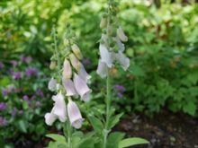 ジギタリスの花