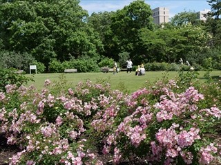フローレスの会のばら花壇