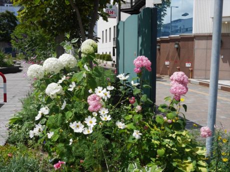 アナベル（西洋ｱｼﾞｻｲ）が満開