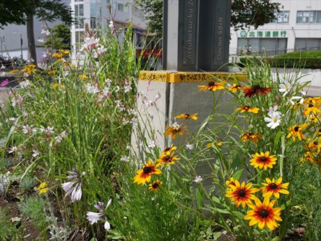 ガイラルディアが満開