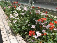 道路沿いの花壇にピンクや赤のお花