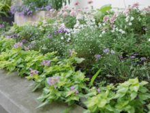 小花で清楚な花壇