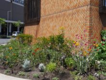 ホテルエミシア前の花壇に株分けした宿根草や種から育てた花を植えている