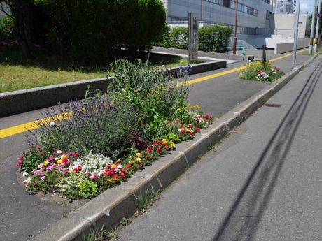 カラフルな松葉ボタンとラベンダーの花壇