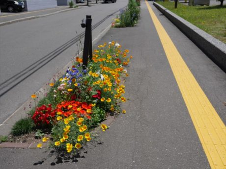 ハナビシソウがいっぱいの花壇