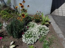 種から育てたアリッサムがモリモリ