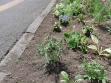 種から育てた花が植えられた薬局の花壇