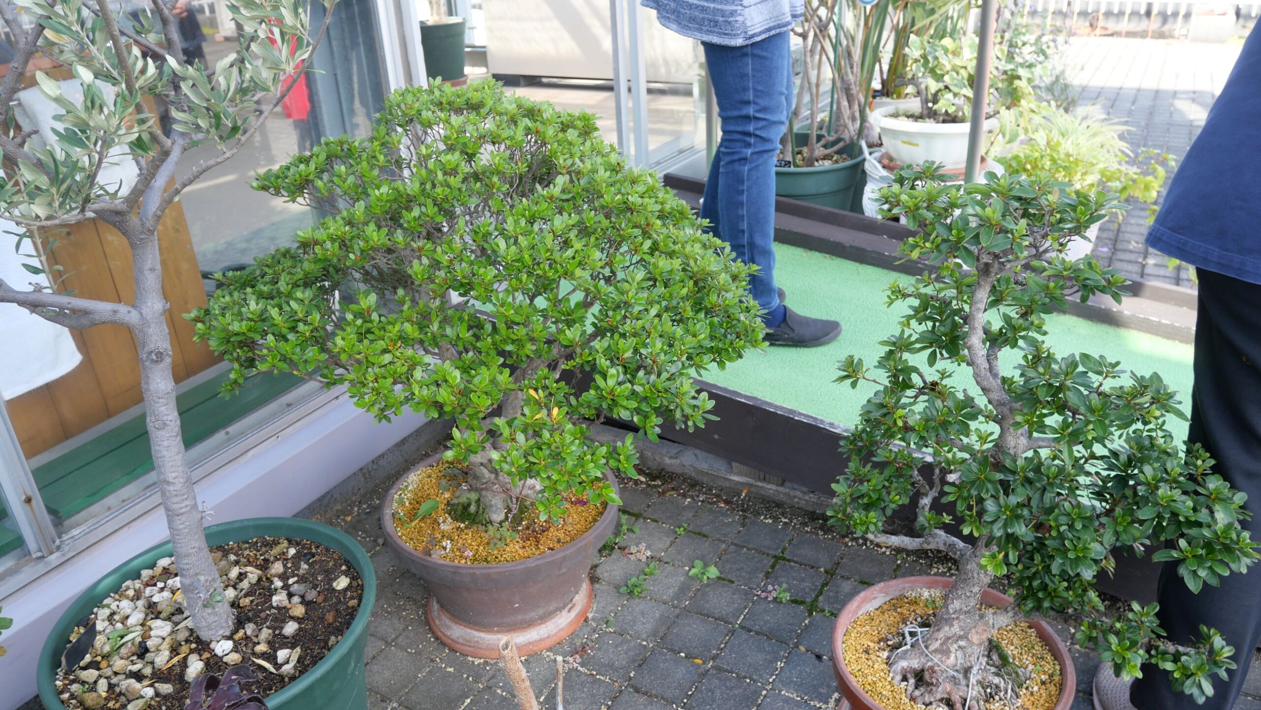 新たに加わったサツキのようす