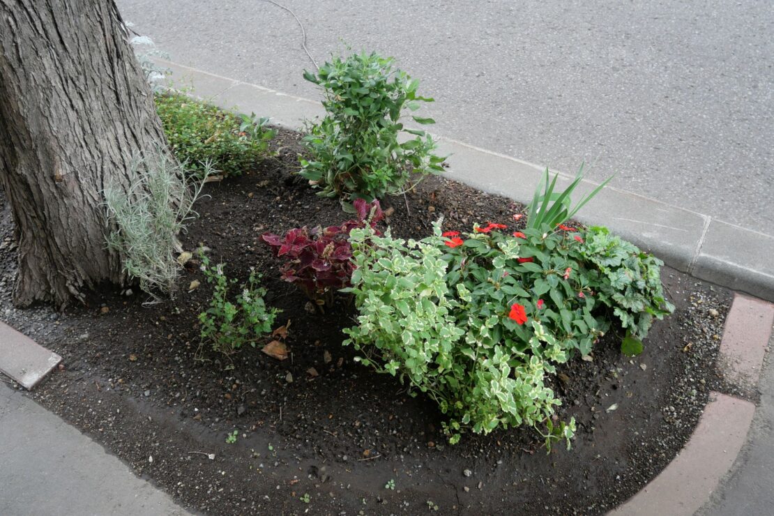 一年草花壇のようす