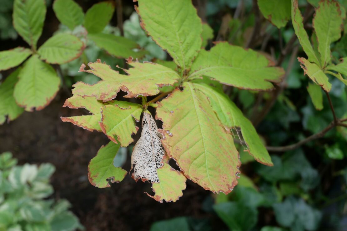 茶色くなっている葉っぱ