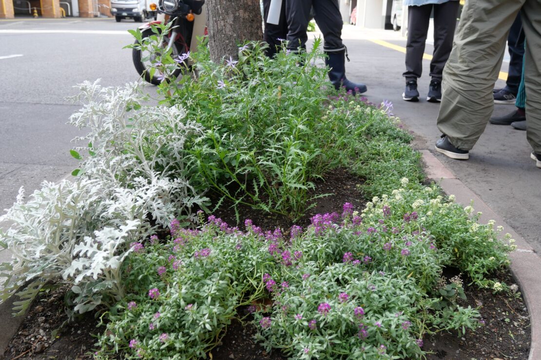 一年草花壇のようす