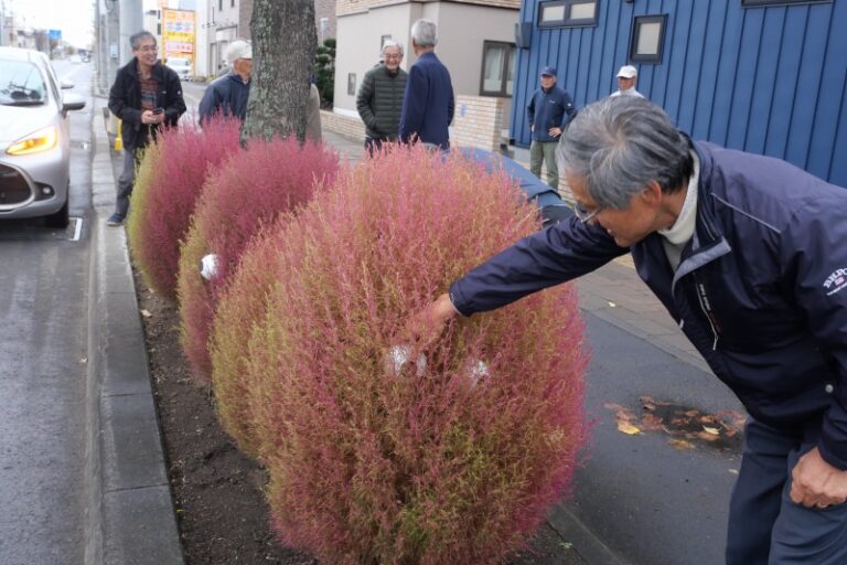 コキアの観察会の様子