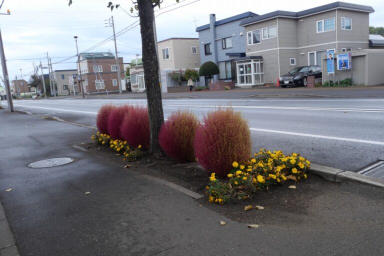 六番通りのコキア