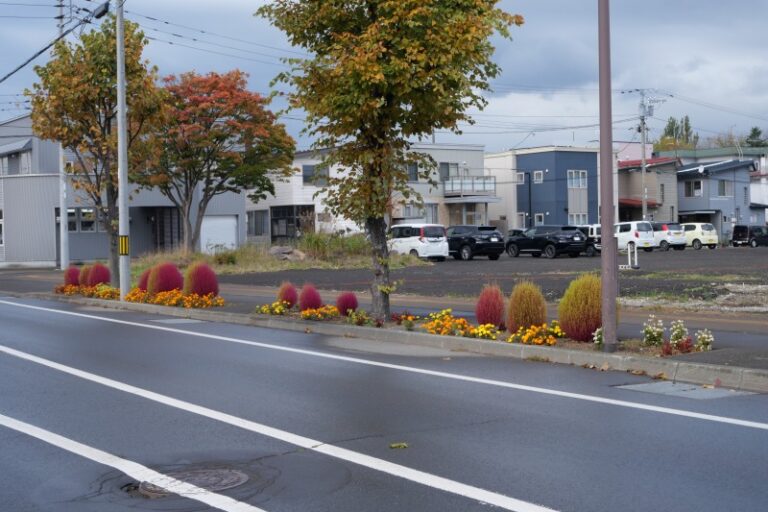 六番通りのコキア