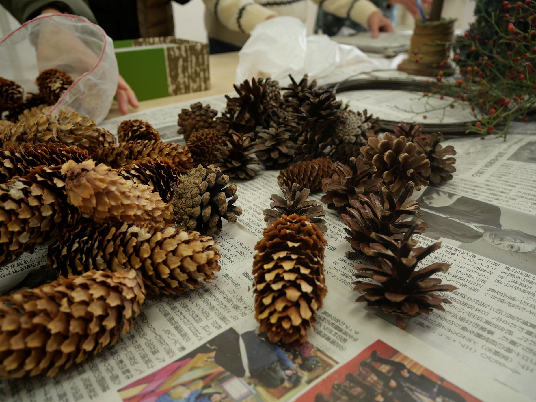 様々な形の松ぼっくり