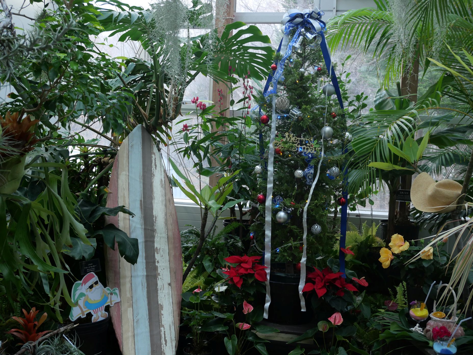 2階温室で開催中の「常夏のクリスマス」のようす