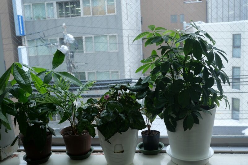 「新年おめでとうございます」のサムネイル