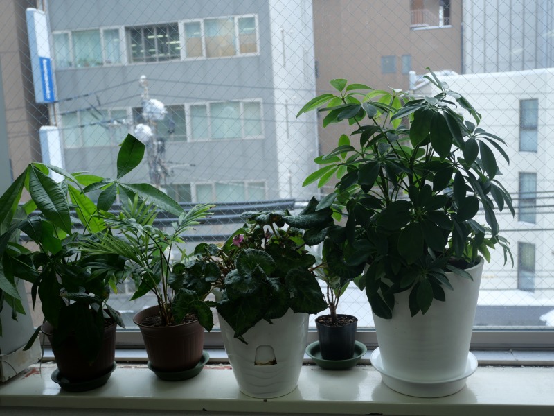 事務局で育てている観葉植物