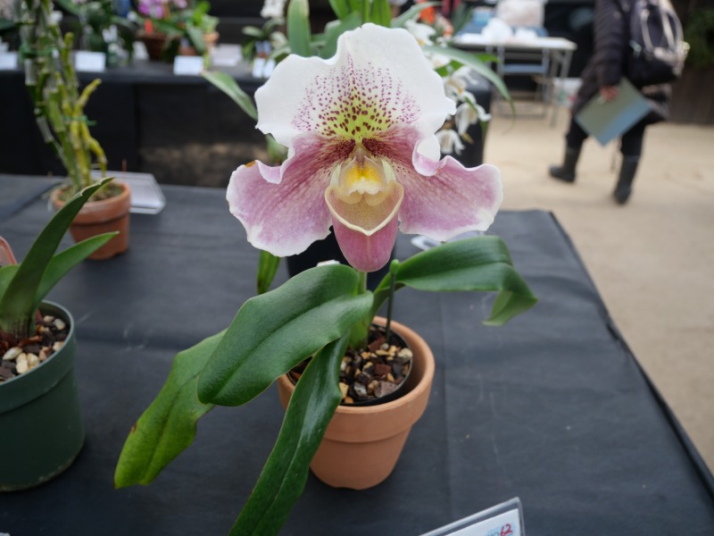 パフィオペディルム