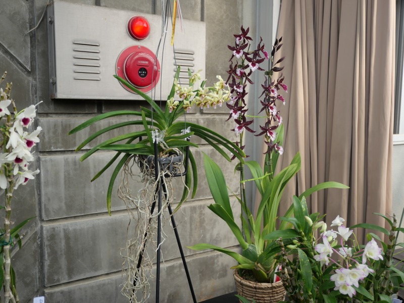 根を楽しむラン