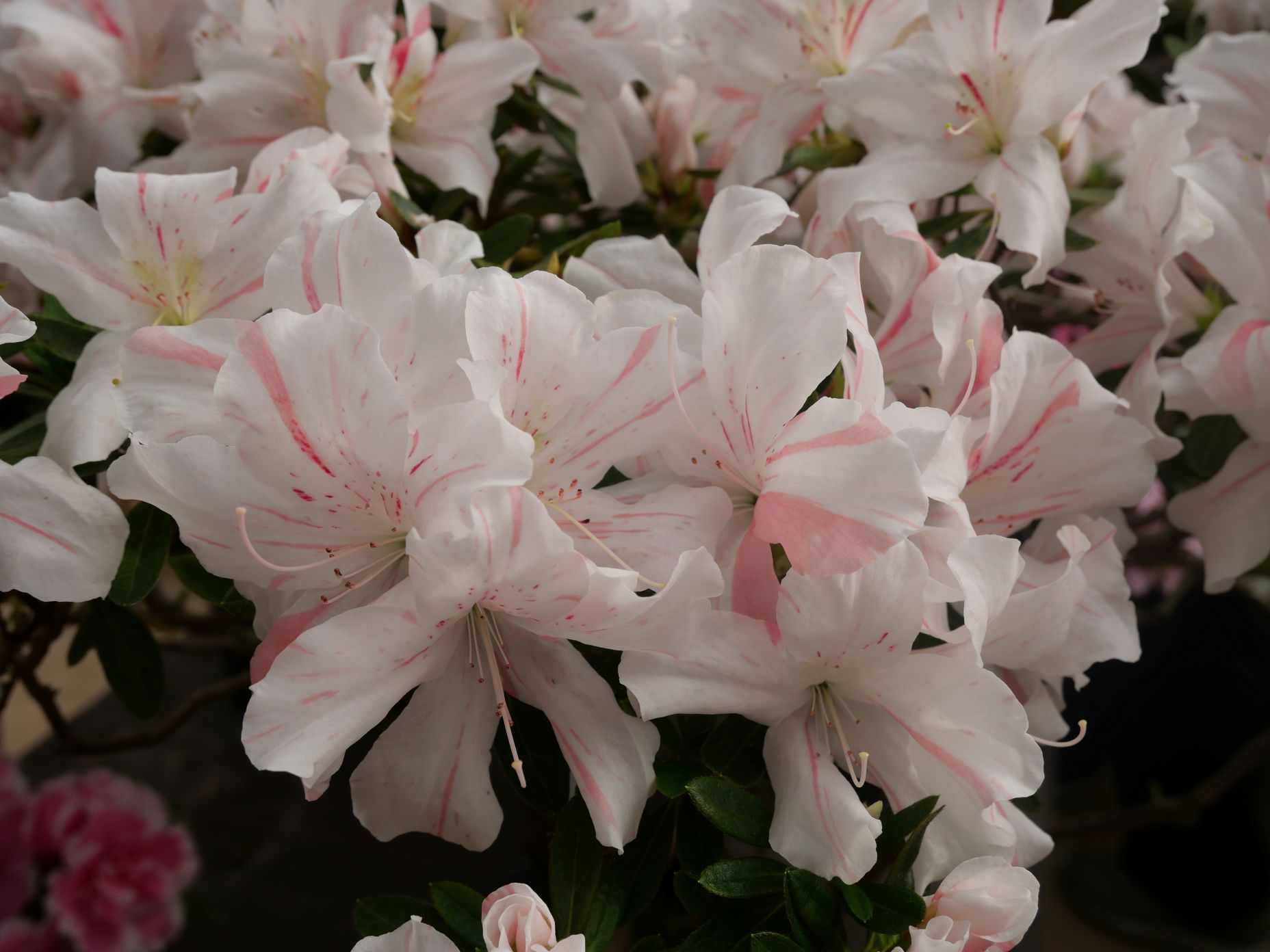 ストライプのような縞の入ったアザレア