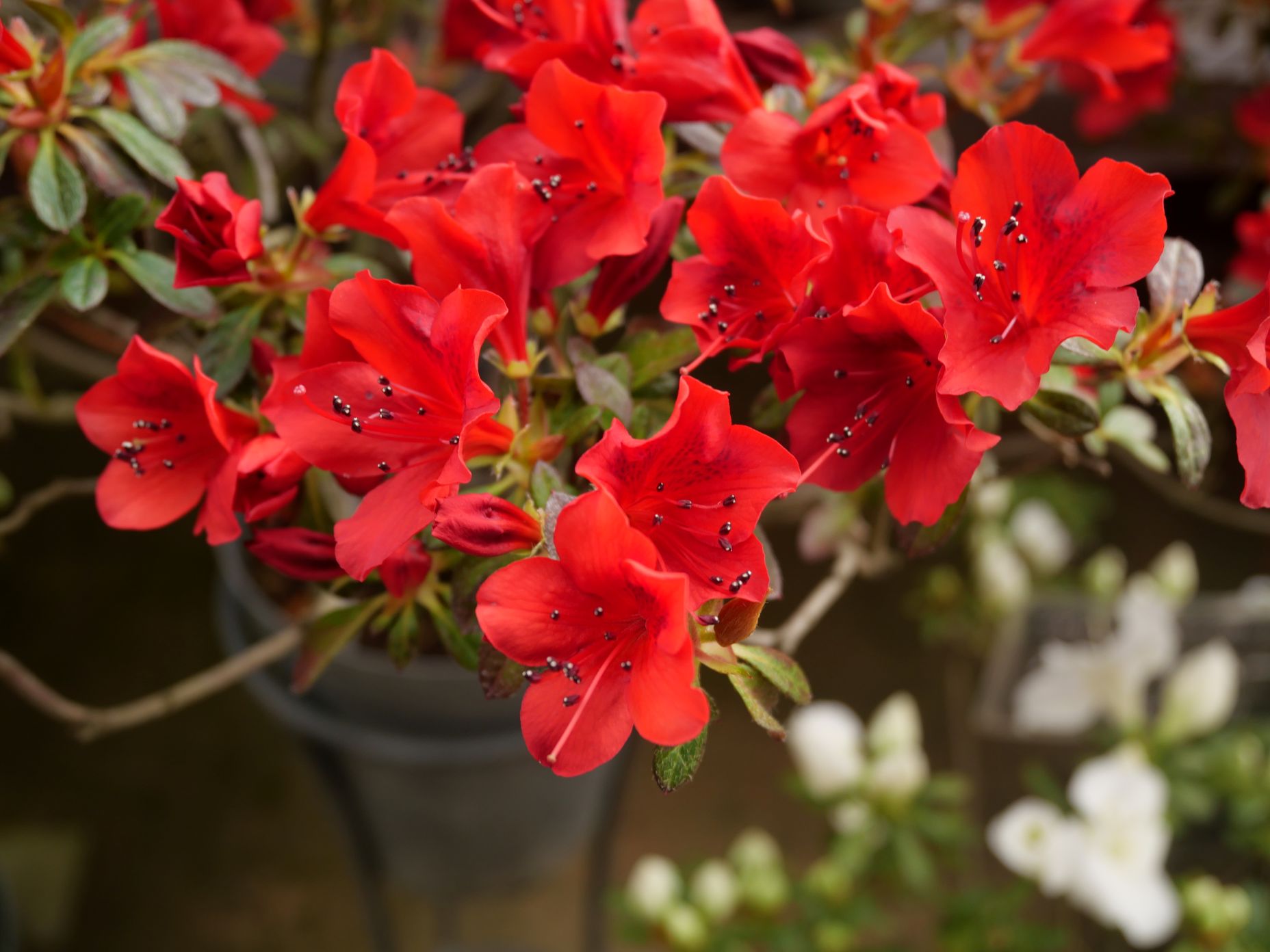 赤い花弁に黒いおしべのアザレア