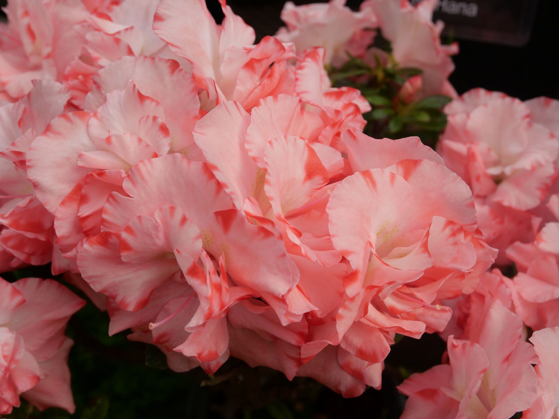 絞りのような模様のアザレア