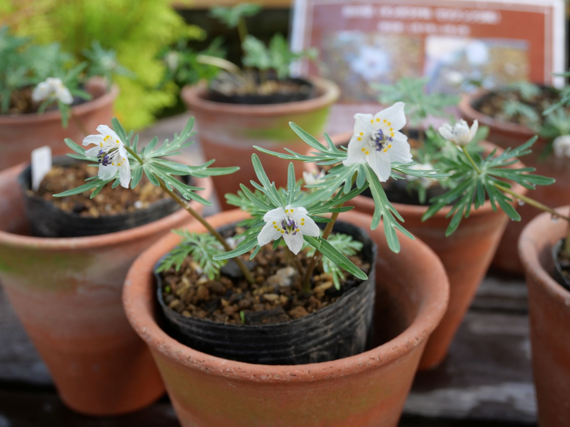 節分草のようす