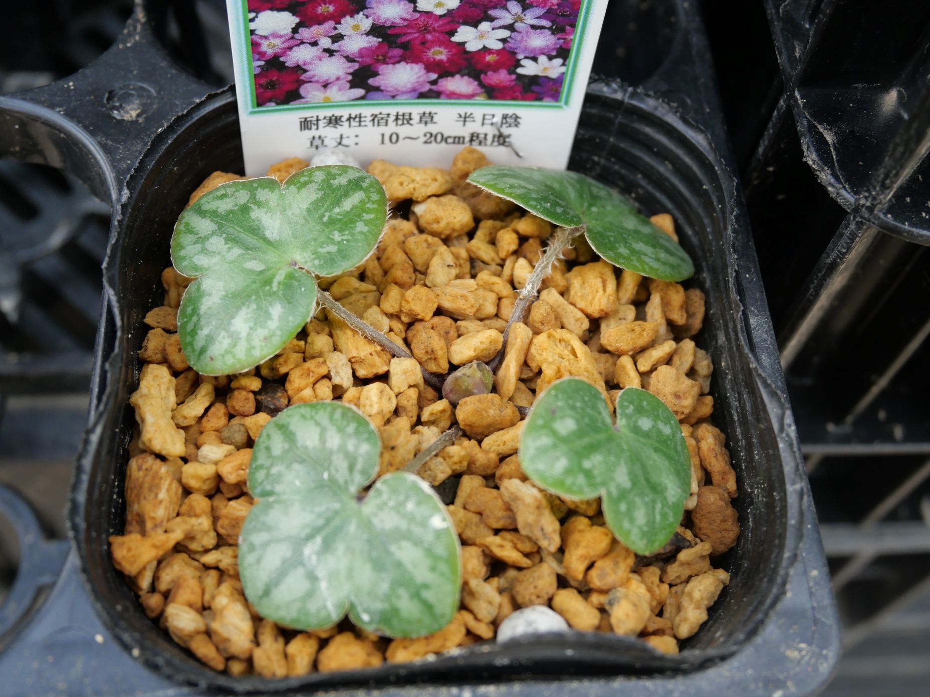 雪割草販売のようす