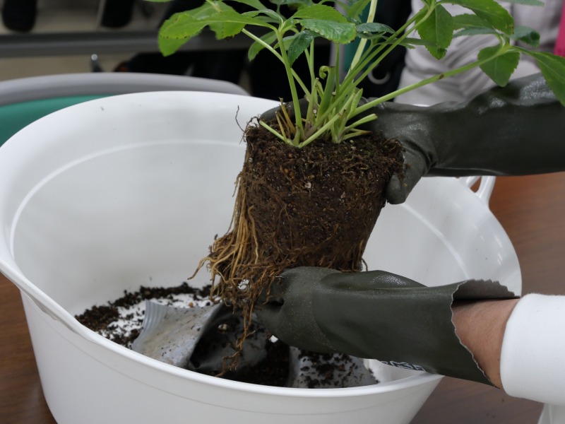 クリスマスローズの根のほぐし方