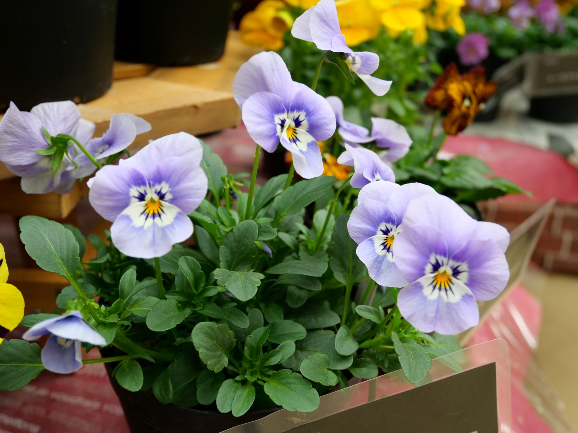 春のパンジー・ヴィオラ展のようす