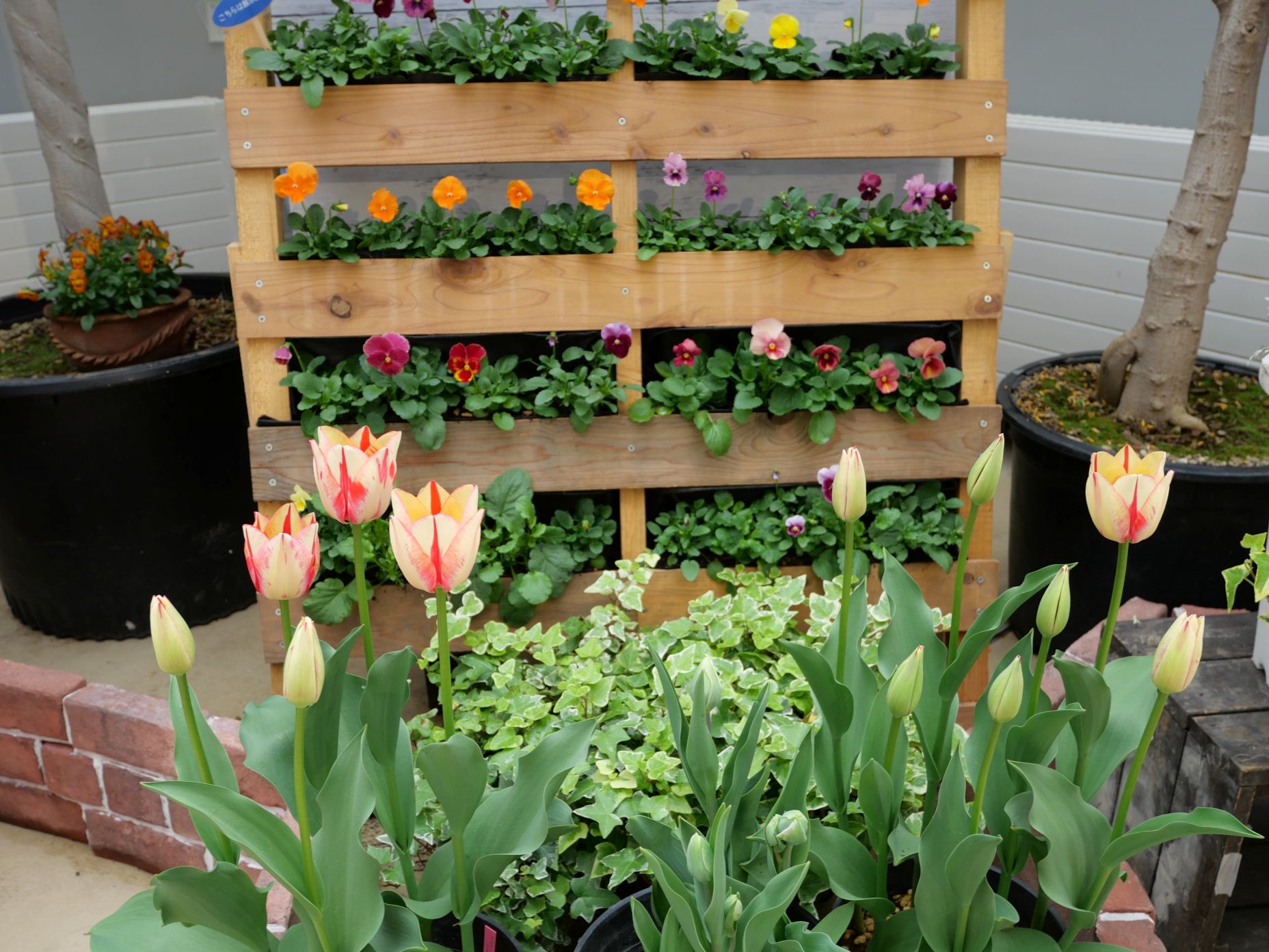 チューリップとパンジー・ヴィオラが展示されているようす