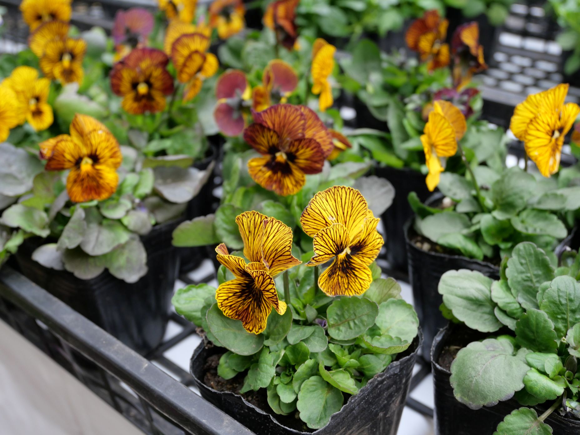 面白い縞模様が入ったタイプぼヴィオラ