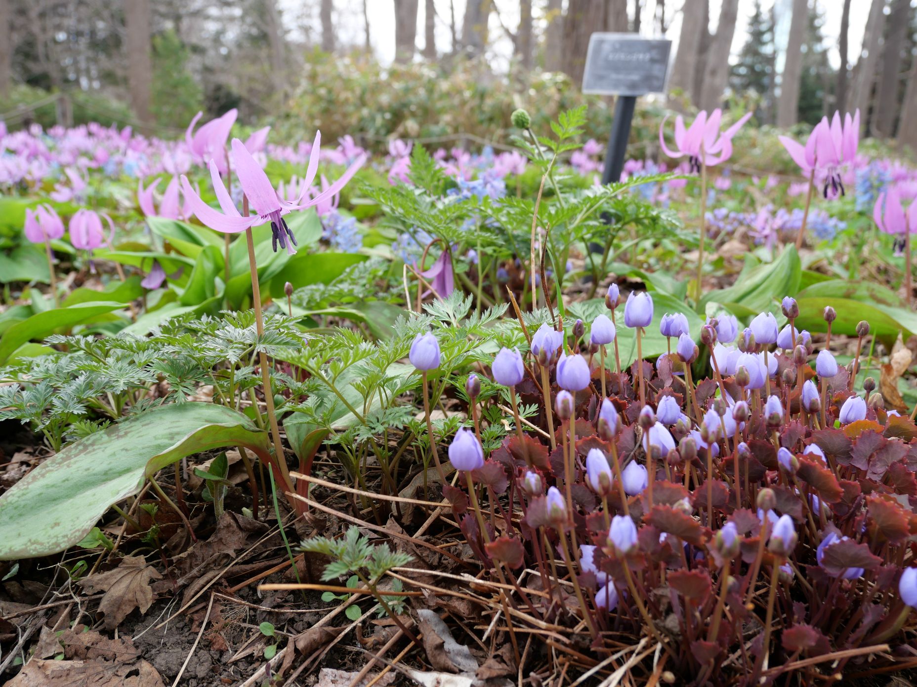 カタクリとタツタソウ