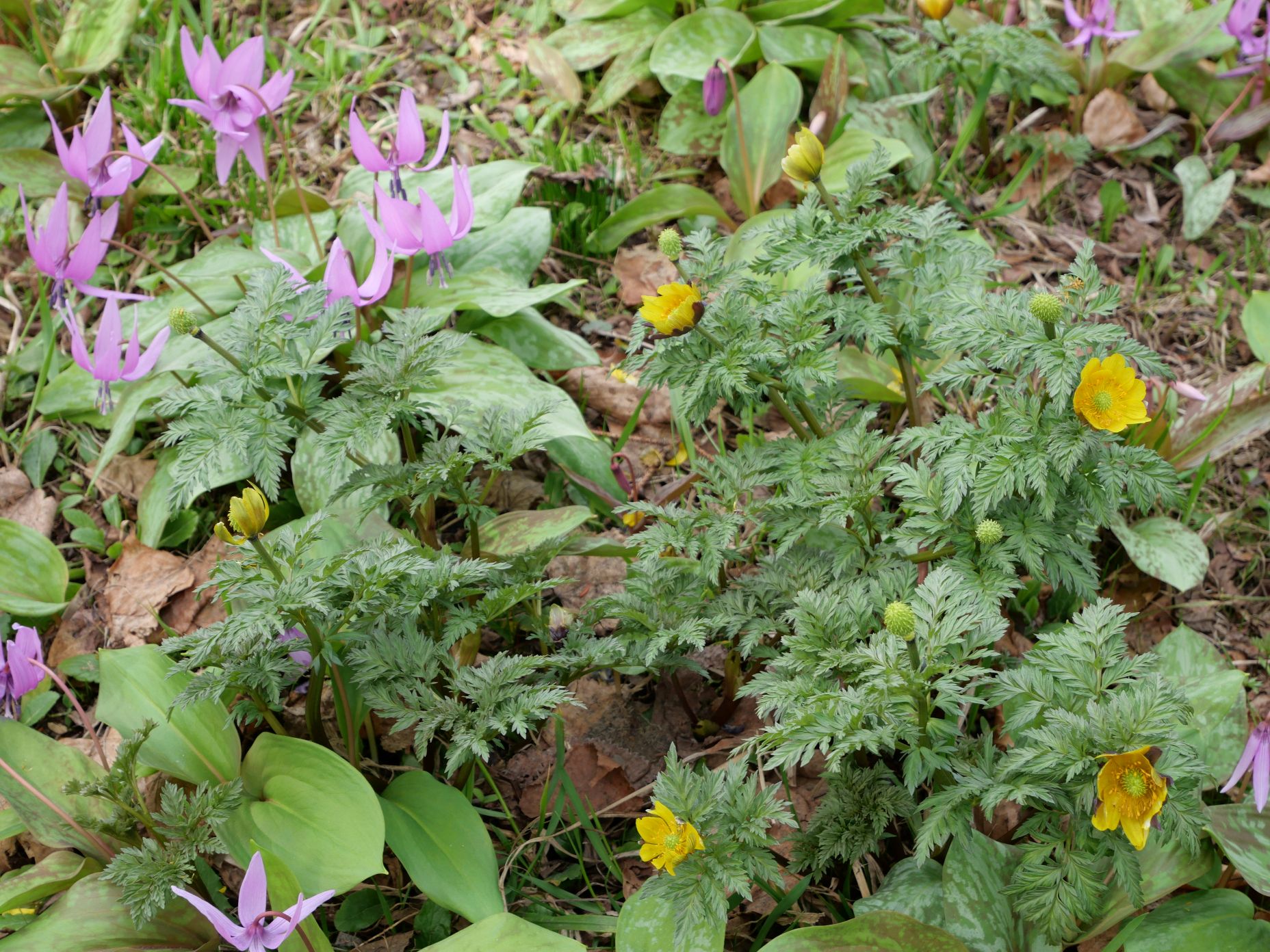 カタクリとフクジュソウ