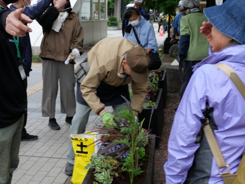 さっぽろフラワーズの花苗植えのようす